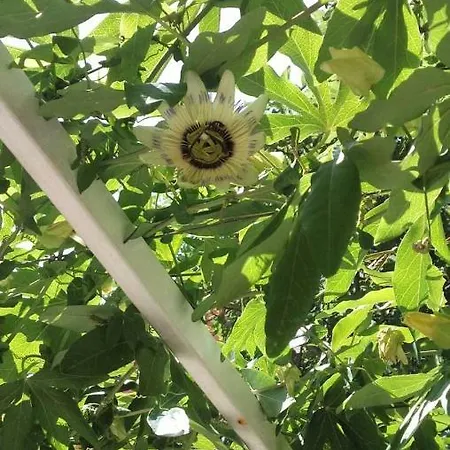 Apartamento Isabella